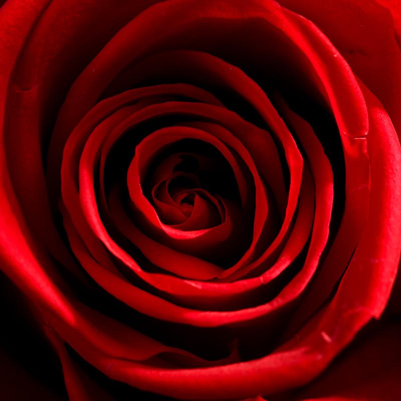 Hoa khô trang trí FY-125