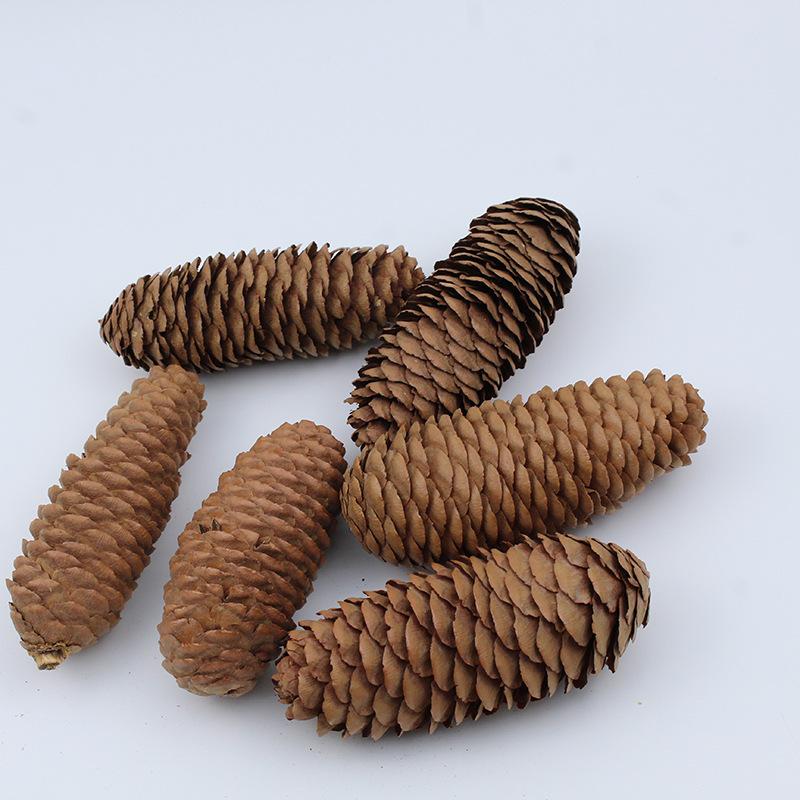 Trang Trí Noel Móc treo quả thông tự nhiên 7–12cm, trang trí cây thông Noel, phụ kiện decor lễ hội ấm áp mùa đông