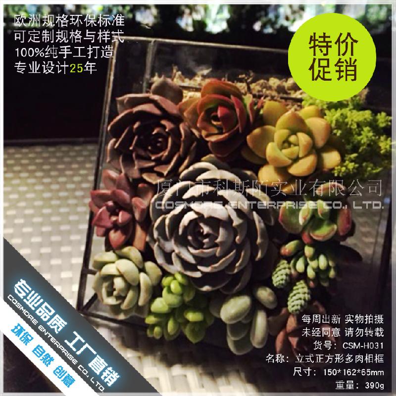 Chậu Đa Giác DG-42 Khung ảnh đa cây thực vật tảo, cảnh quan nhỏ bằng kính không đều, hoa bền vững trong hộp