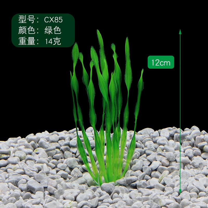 Rong biển tảo bẹ (YR-43)
