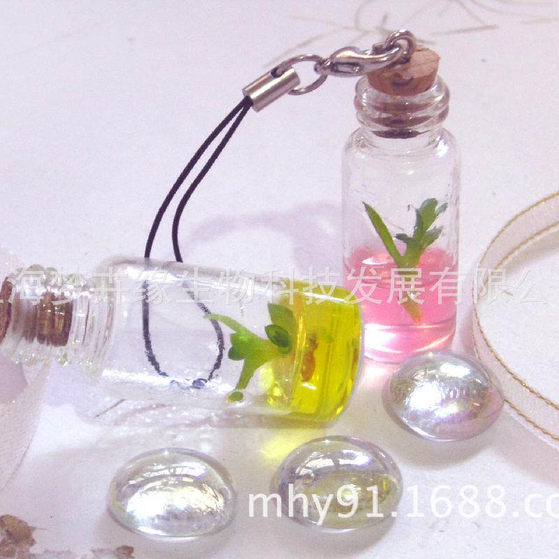 Chai rỗng của mặt dây chuyền thực vật mọng nước không chứa thực vật và chai rỗng của bình sữa mọng nước không chứa thực vật. (VT-34)
