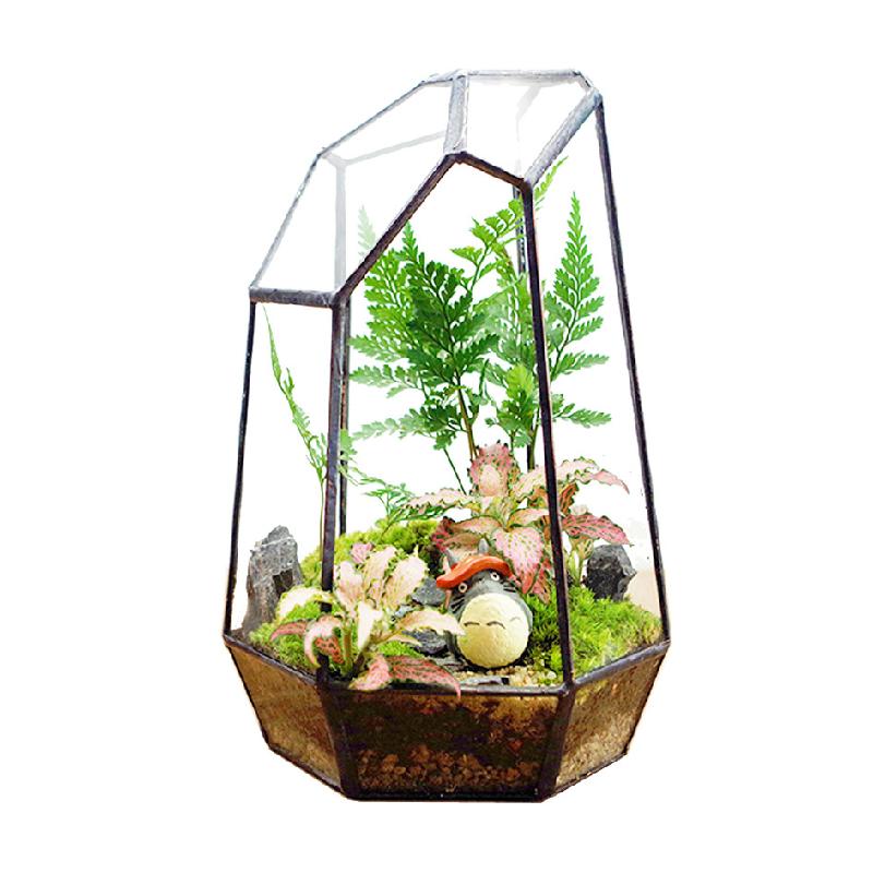 Bể kính rêu cảnh 6 mặt (DG-31)