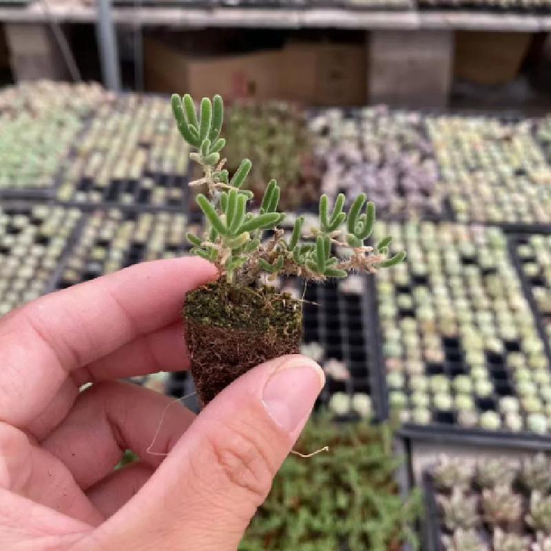 SD-7