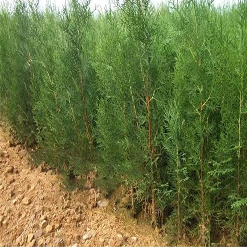 Trang Trí Noel Cây giống cây xanh quanh năm: cây tùng bách, cây bách tùng, cây sồi bách, cây tuyết tùng, cây hoàng tùng, lý tưởng cho trang trí và xanh hóa đất.