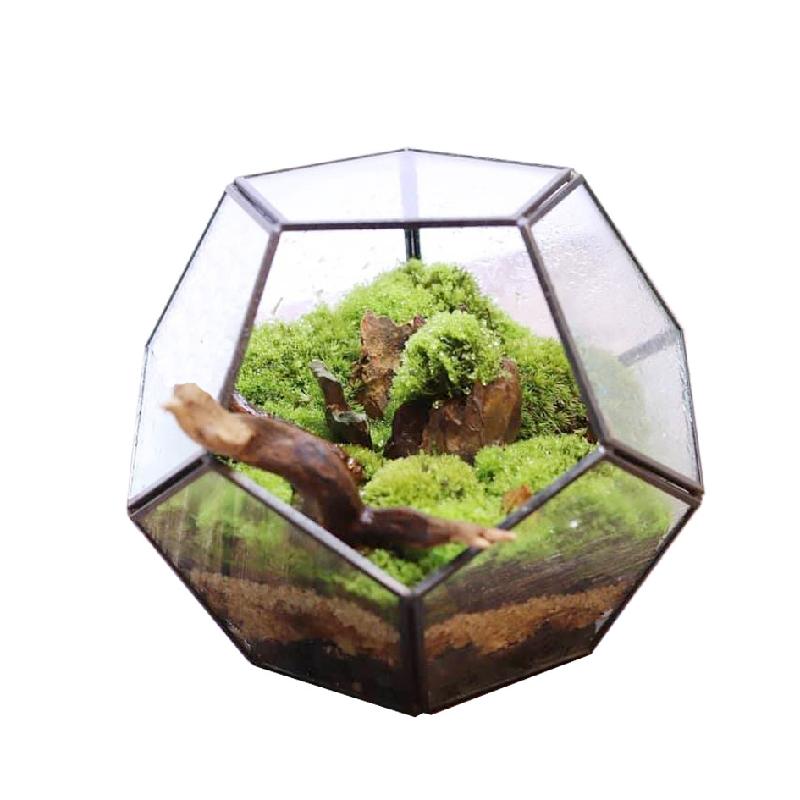 Nhà kính 12 mặt Terrarium rêu cảnh (DG-17)