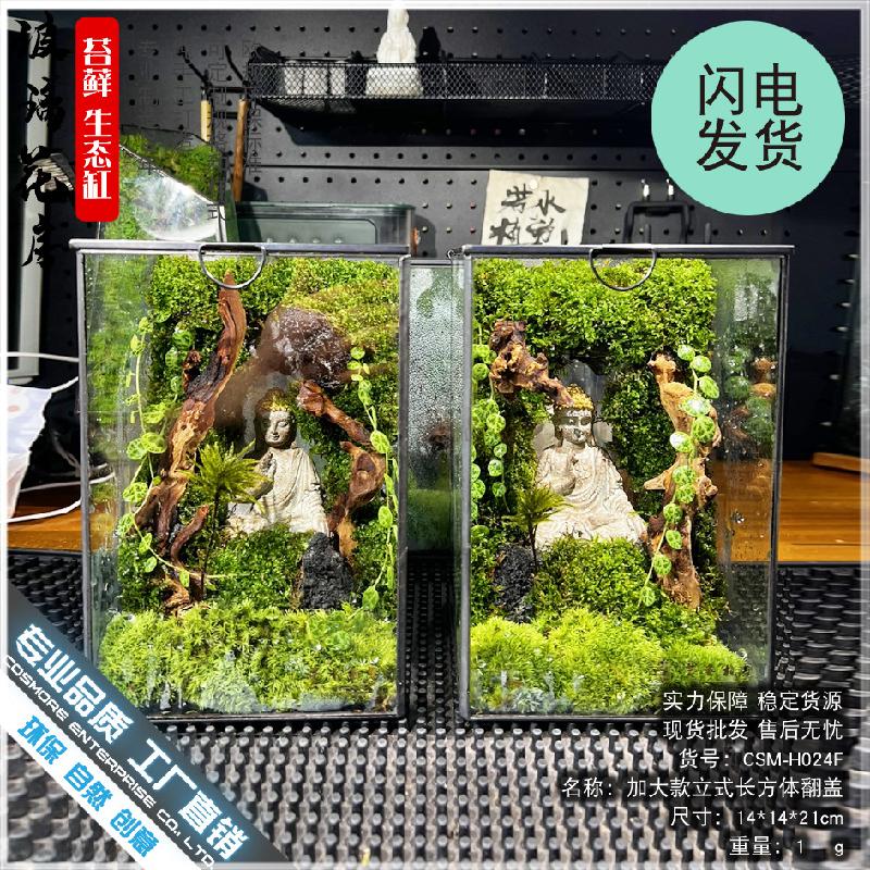 Chậu Đa Giác DG-4 Các cảnh quan nhỏ, rừng mưa, hộp sinh thái, cảnh quan tạo, hình hộp, kính, phòng hoa, sáng tạo, các bồn cây, hình vuông