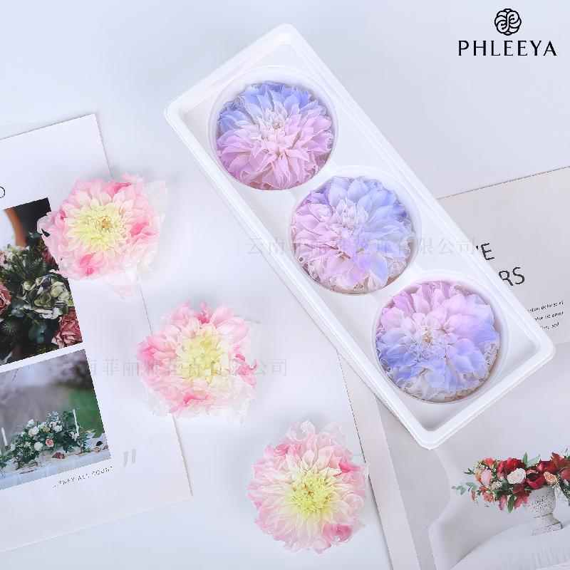 Hoa khô trang trí Hoa thược dược vĩnh cửu 7–8cm chuyển màu DIY hoa trang trí cưới (HK-21)