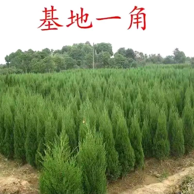 Trang Trí Noel Cây giống cây xanh quanh năm: cây tùng bách, cây bách tùng, cây sồi bách, cây tuyết tùng, cây hoàng tùng, lý tưởng cho trang trí và xanh hóa đất.