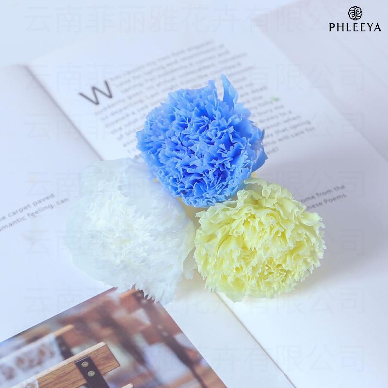 Hoa khô trang trí Hoa cẩm chướng vĩnh cửu 8 bông DIY quà Ngày của Mẹ (HK-30)
