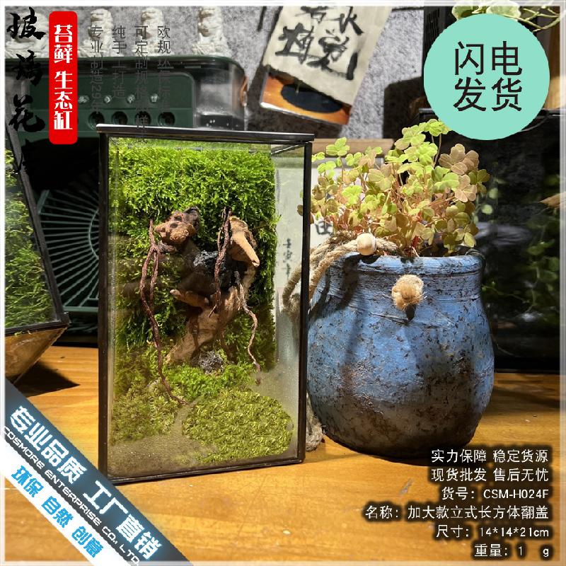 Chậu Đa Giác DG-4 Các cảnh quan nhỏ, rừng mưa, hộp sinh thái, cảnh quan tạo, hình hộp, kính, phòng hoa, sáng tạo, các bồn cây, hình vuông