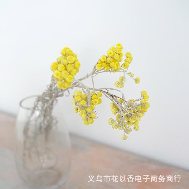 HX-149 Hoa hoa cúc nhỏ tươi mát, màu vàng, nhập khẩu tự nhiên, hoa ...
