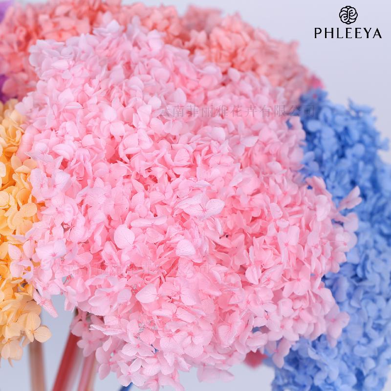 Hoa khô trang trí Cẩm tú cầu Anna vĩnh cửu hoa khô DIY trang trí nhà cửa (HK-7)