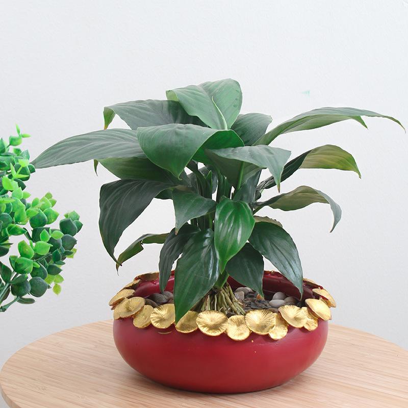 Chậu Cây Resin Chậu trồng sen không lỗ resin cỡ lớn, chậu thủy sinh trồng sen, thủy tiên, trầu bà và rau ban công (RG-130)