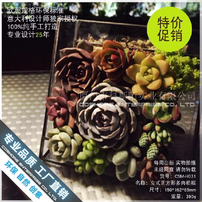 Chậu Đa Giác Nhà kính vuông đứng Terrarium, chậu sen đá mini (DG-53)
