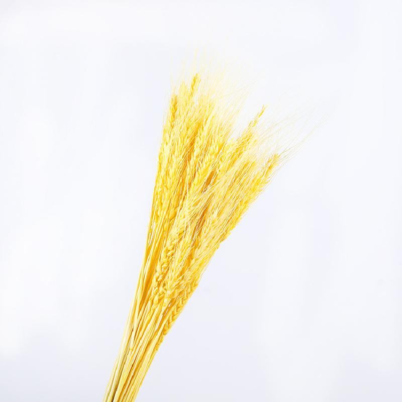 Hoa khô trang trí FY-69