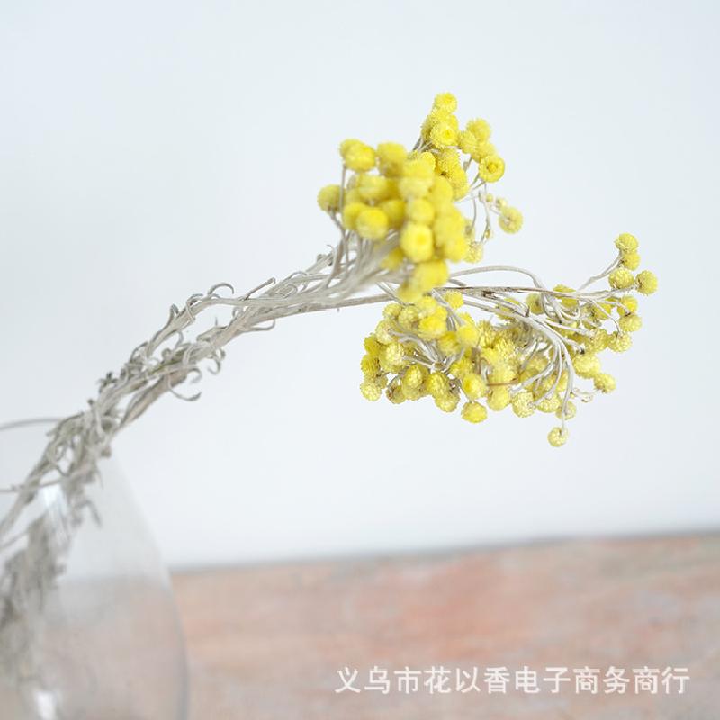 HX-149 Hoa hoa cúc nhỏ tươi mát, màu vàng, nhập khẩu tự nhiên, hoa ...