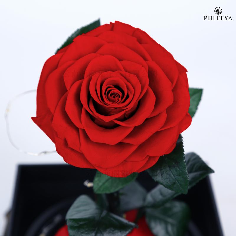 Hoa khô trang trí Hoa hồng vĩnh cửu hộp mica Hoàng tử bé quà Thất Tịch Valentine (HK-42)