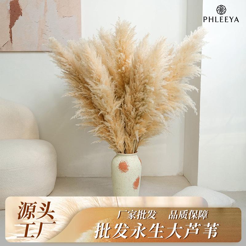 Hoa khô trang trí Cỏ lau Pampas khô bó hoa trang trí cưới phong cách châu Âu (HK-61)