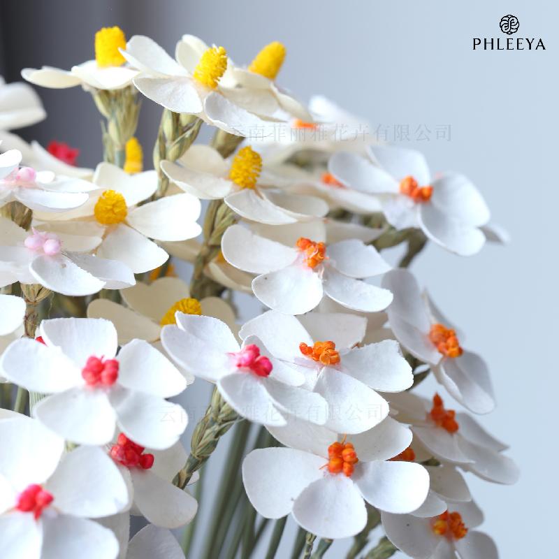 Hoa khô trang trí Hoa violet khô DIY hoa trang trí nhà cửa hoa giả (HK-27)