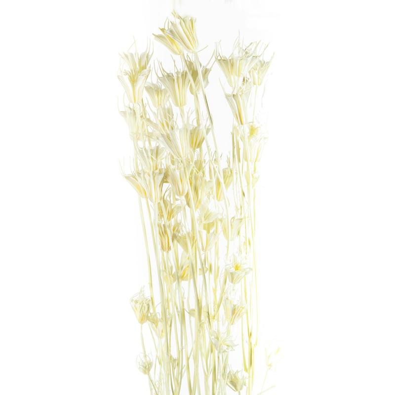 Hoa khô trang trí FY-168