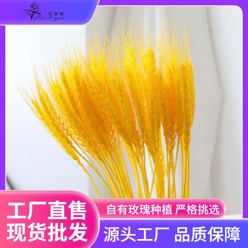 Hoa khô trang trí FY-166