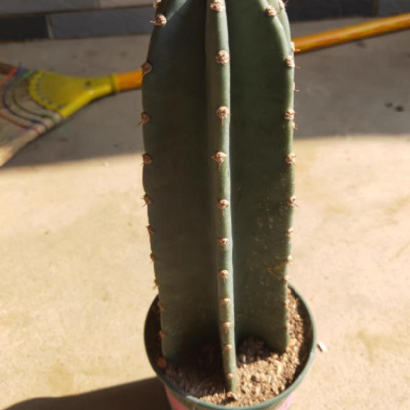 SD-58