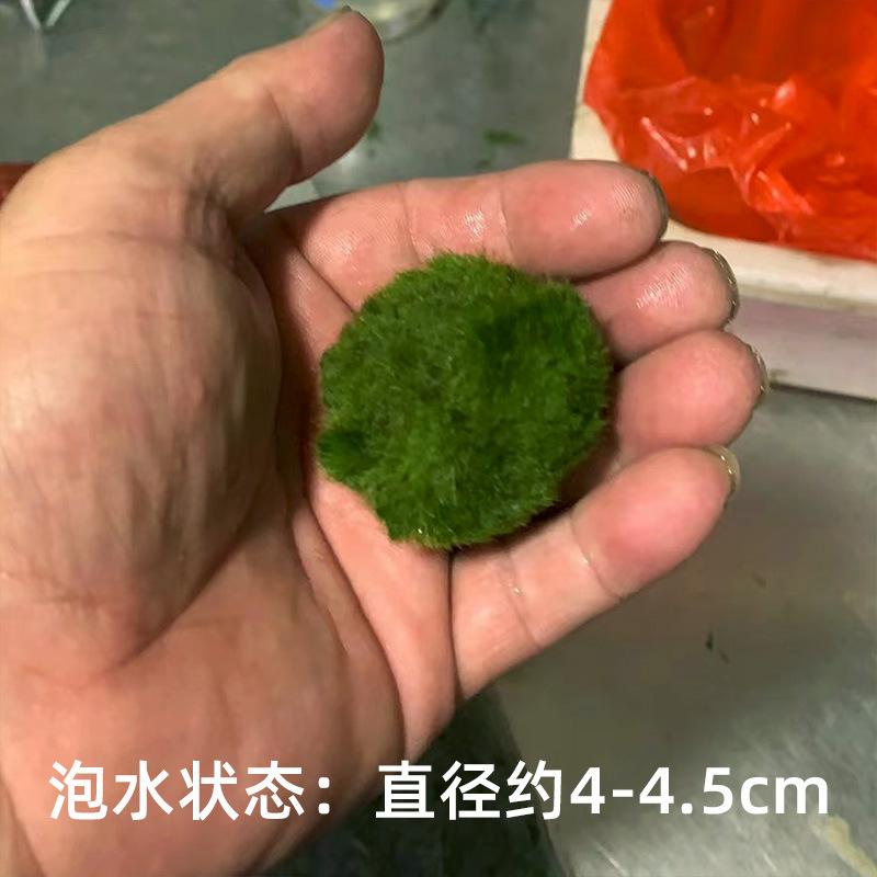 Tảo marimo xanh 4cm, trang trí bể cá, tạo cảnh quan sinh thái (BS-53)