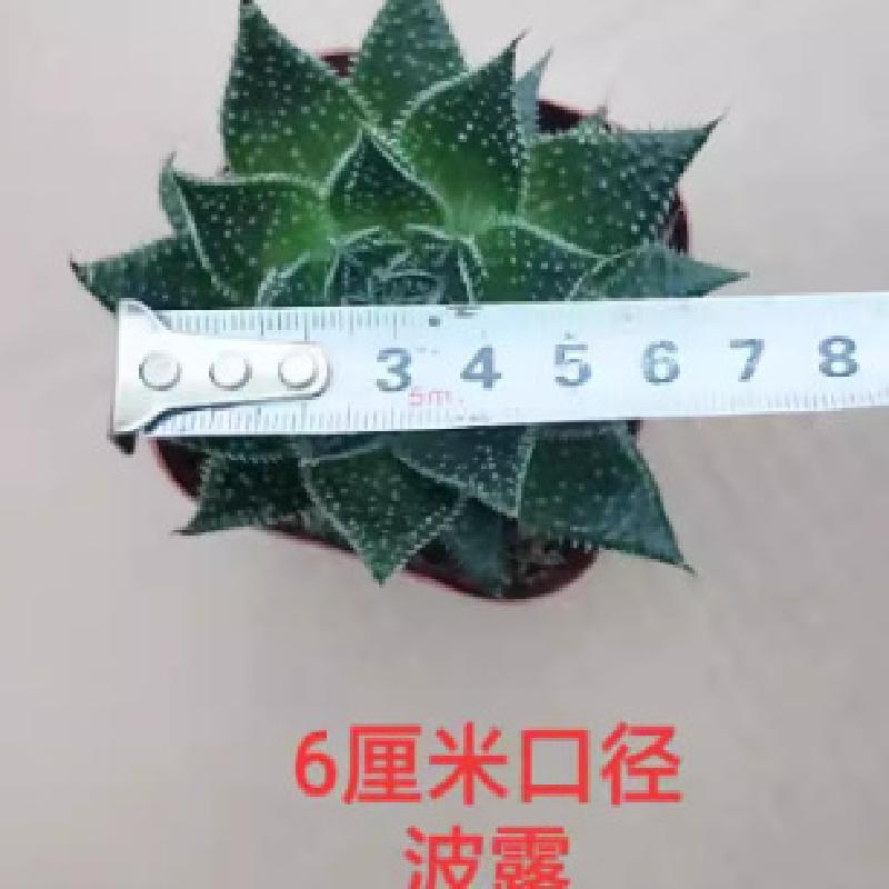 SD-51