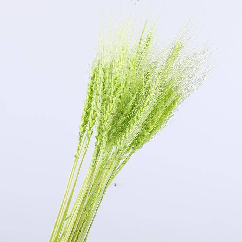 Hoa khô trang trí FY-69