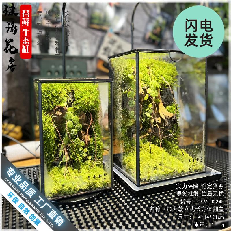 Chậu Đa Giác Bình Terrarium rêu cảnh DIY (DG-8)