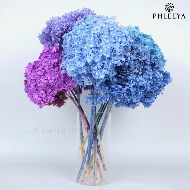Hoa khô trang trí Cẩm tú cầu Anna vĩnh cửu hoa khô DIY trang trí nhà cửa (HK-7)