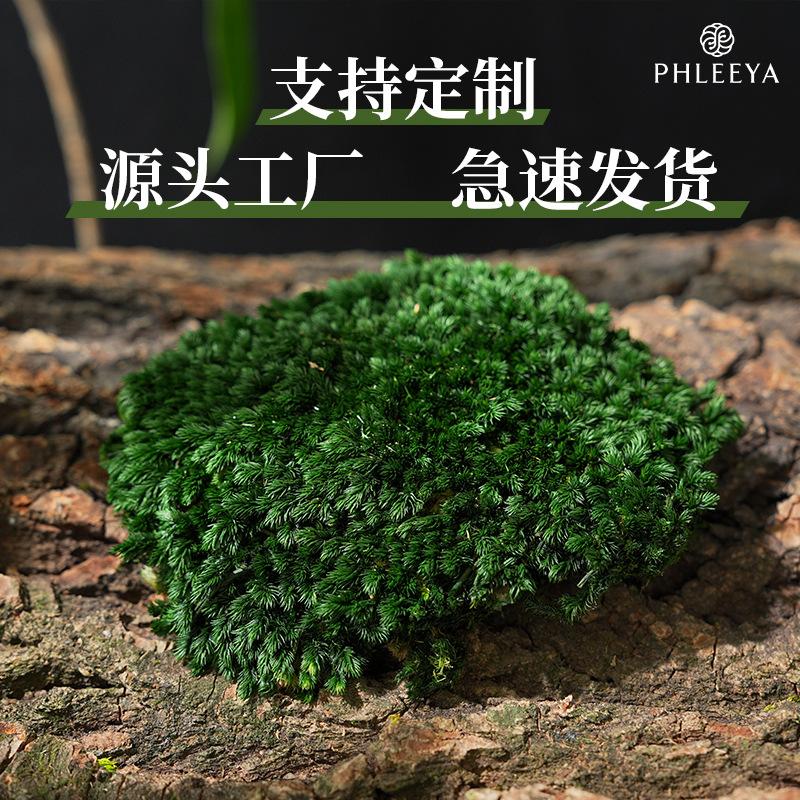 Hoa khô trang trí Rêu trang trí vĩnh cửu rêu trắng rêu lông rêu nhân tạo (HK-47)