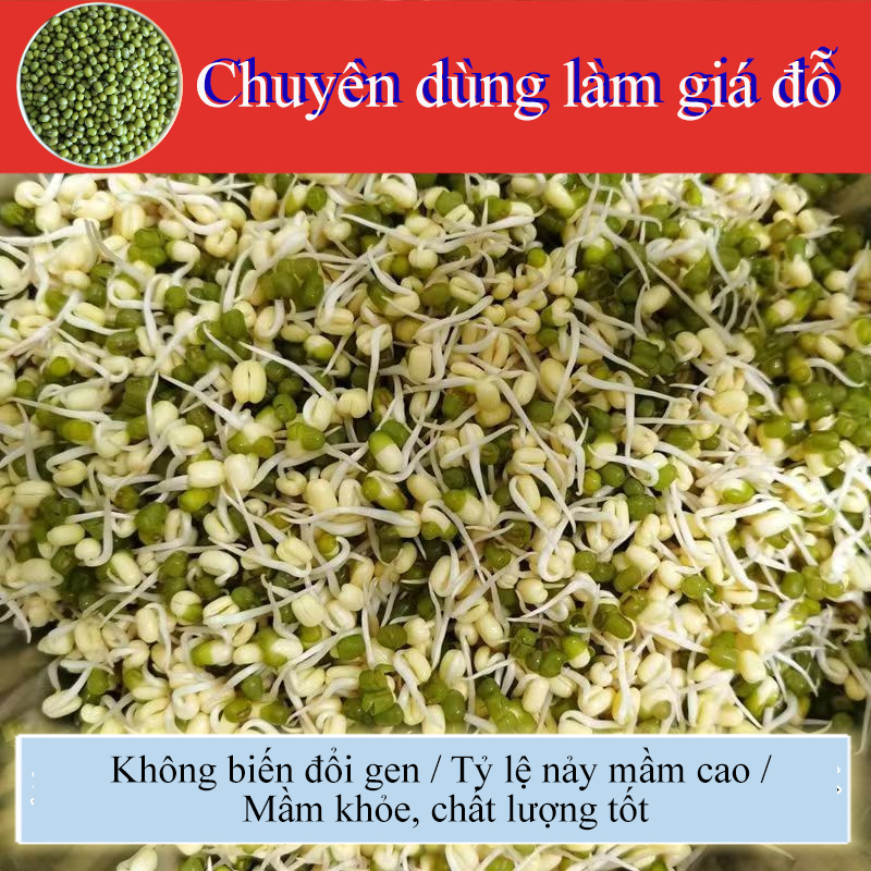 Hạt Dinh Dưỡng Đậu xanh chuyên làm giá, hạt nhỏ, dễ nảy mầm, không biến đổi gen, phù hợp ươm mầm, thủy canh sạch.