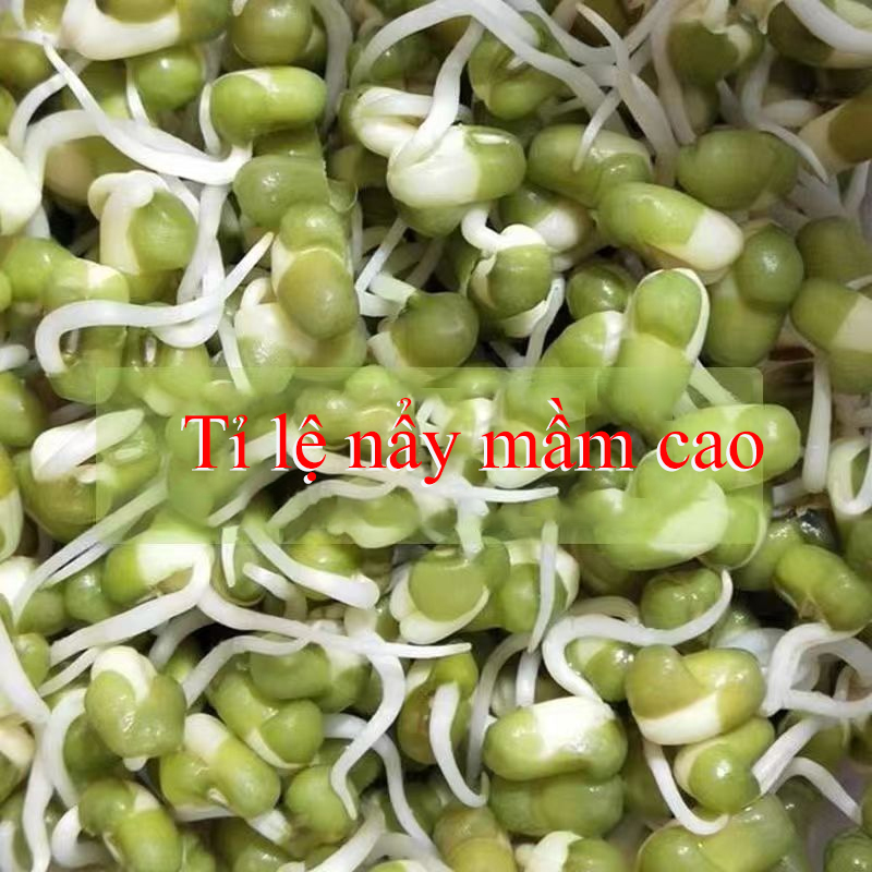 Hạt Dinh Dưỡng Đậu xanh chuyên làm giá, hạt nhỏ, dễ nảy mầm, không biến đổi gen, phù hợp ươm mầm, thủy canh sạch.